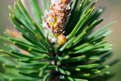 Pinus uncinata 'Paradekissen' - borovice zobanitá - pupen jehlice